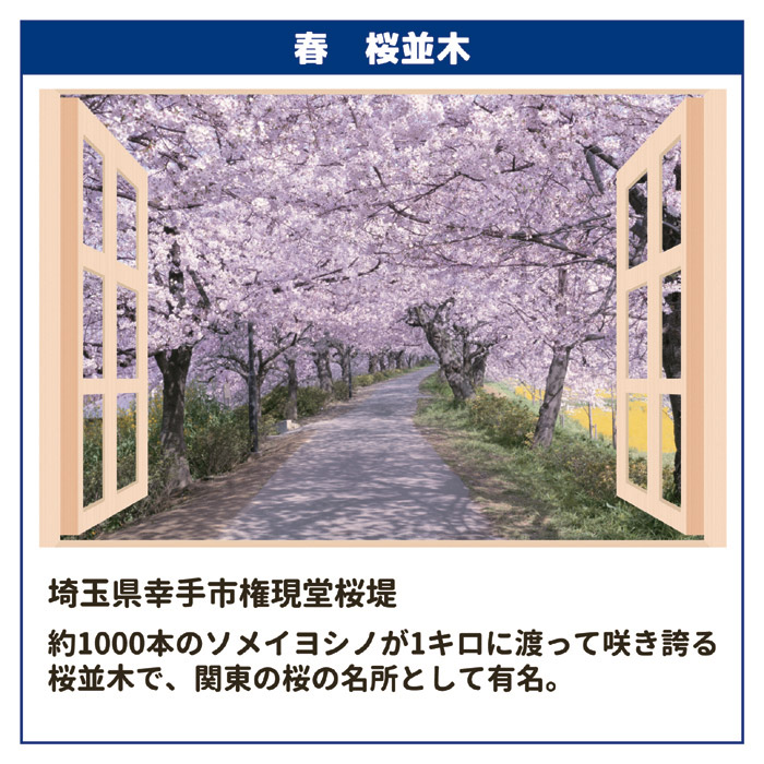 お風呂のポスター 四季彩 春(桜並木)