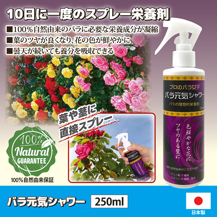 バラ元気シャワー