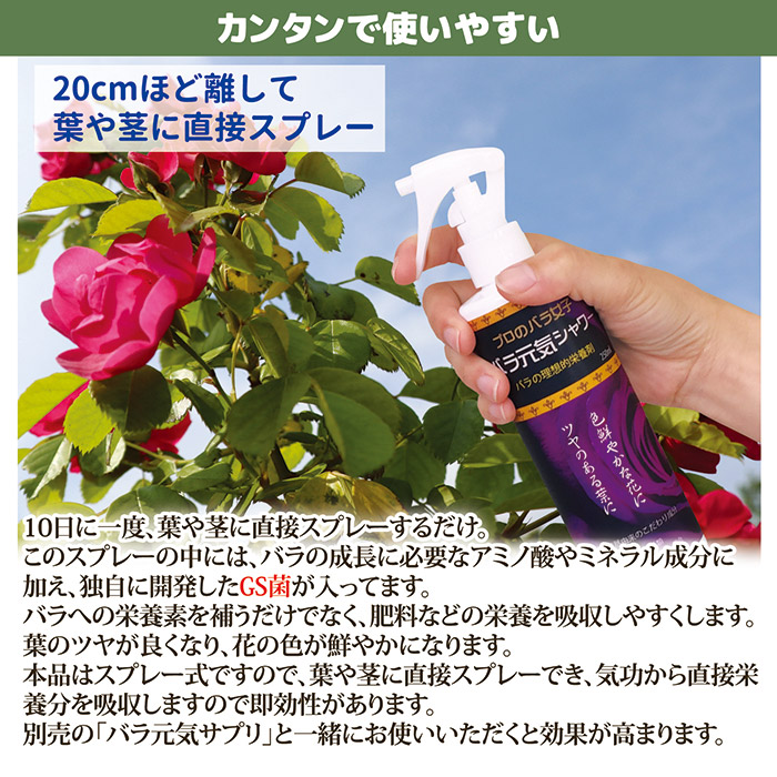 バラ元気シャワー