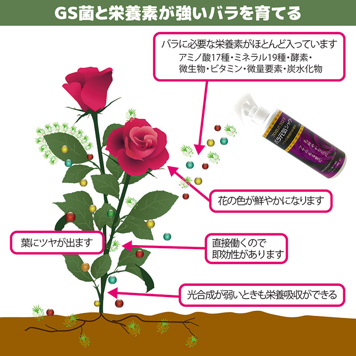 バラ元気シャワー